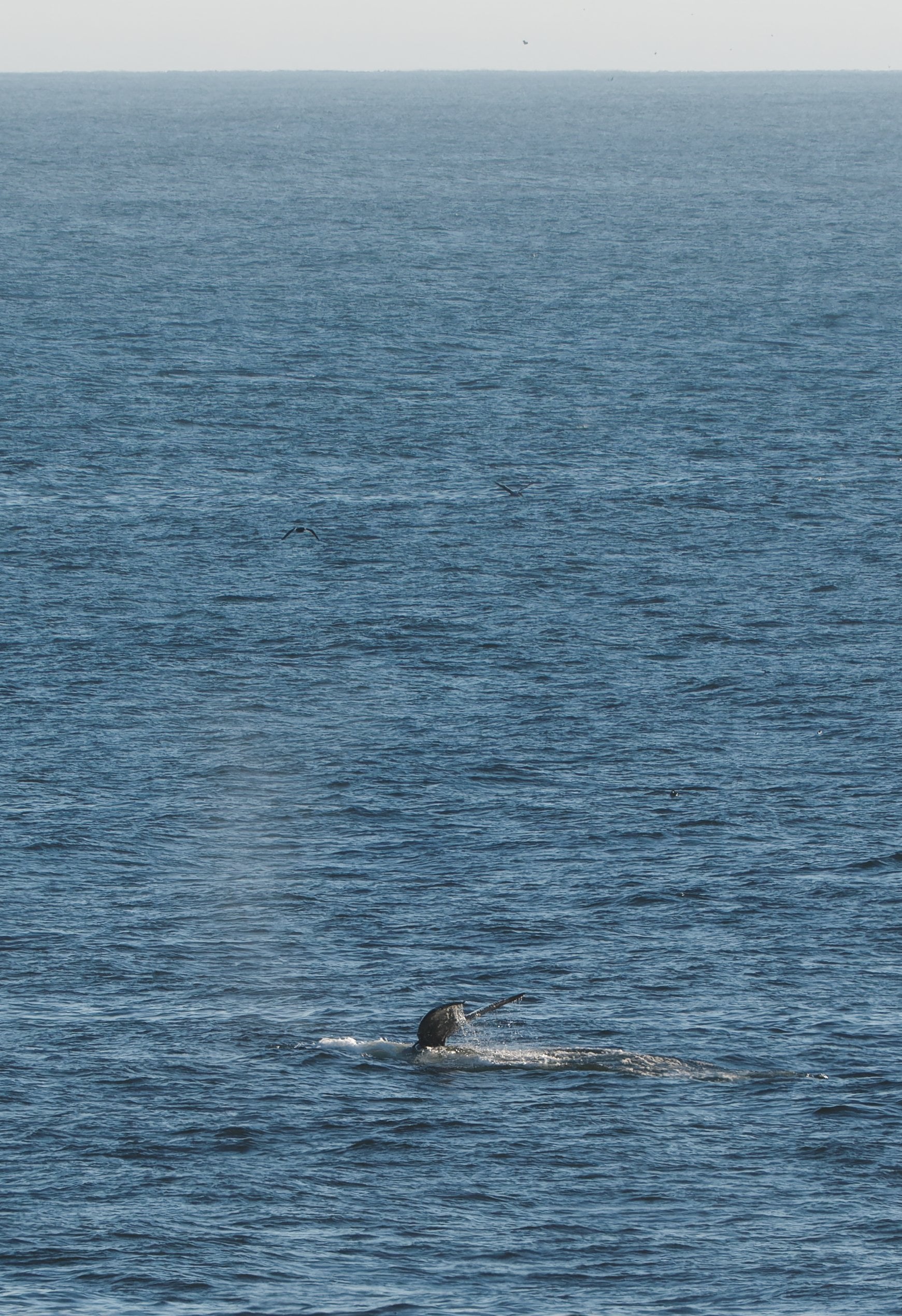 Salt Point State Park, photograph 5 of 7