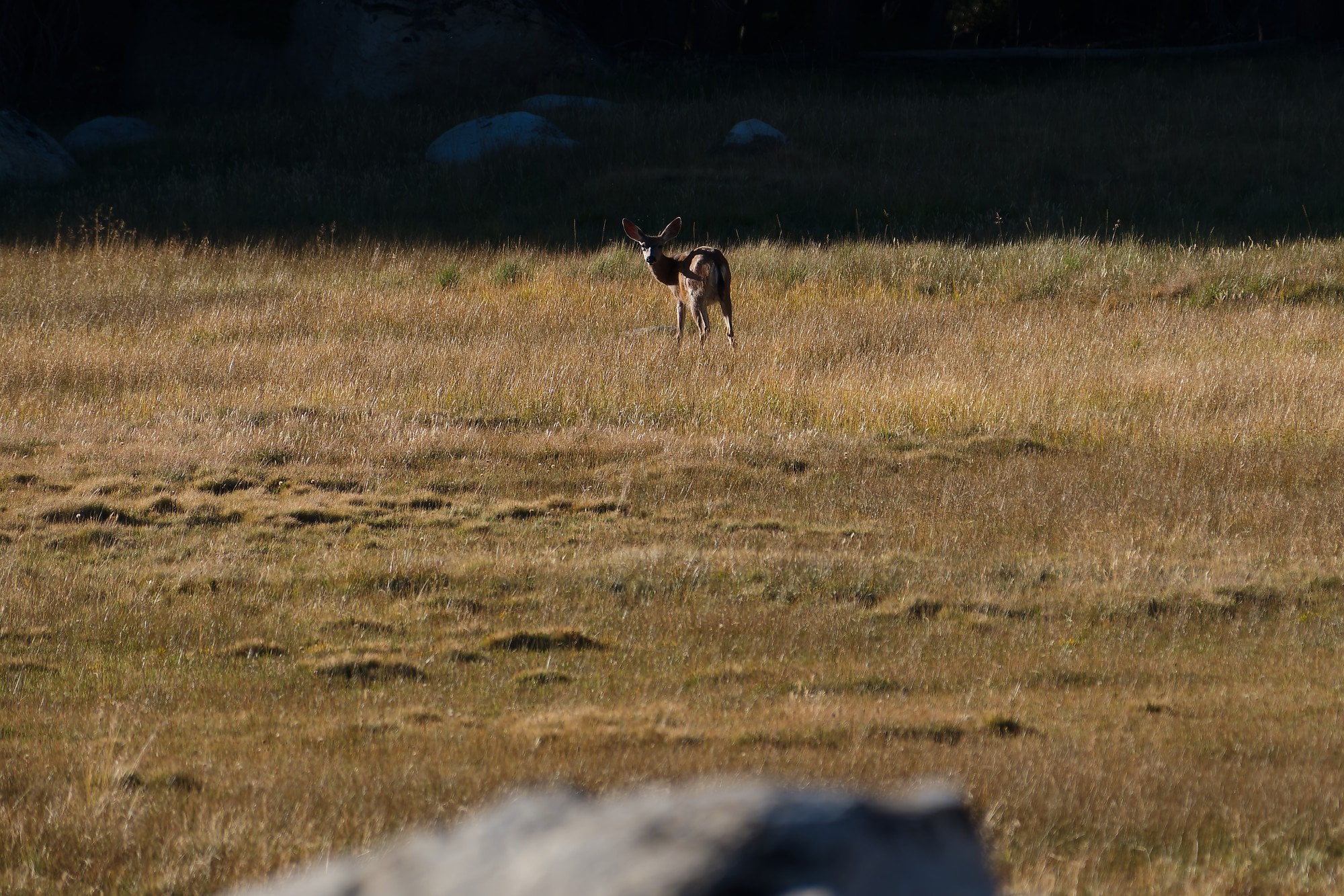 Grand Canyon of the Tuolumne, photograph 2 of 9